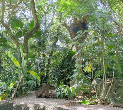 Fabled Animal Kingdom Sloth Habitat Still Hanging Around - Parkeology